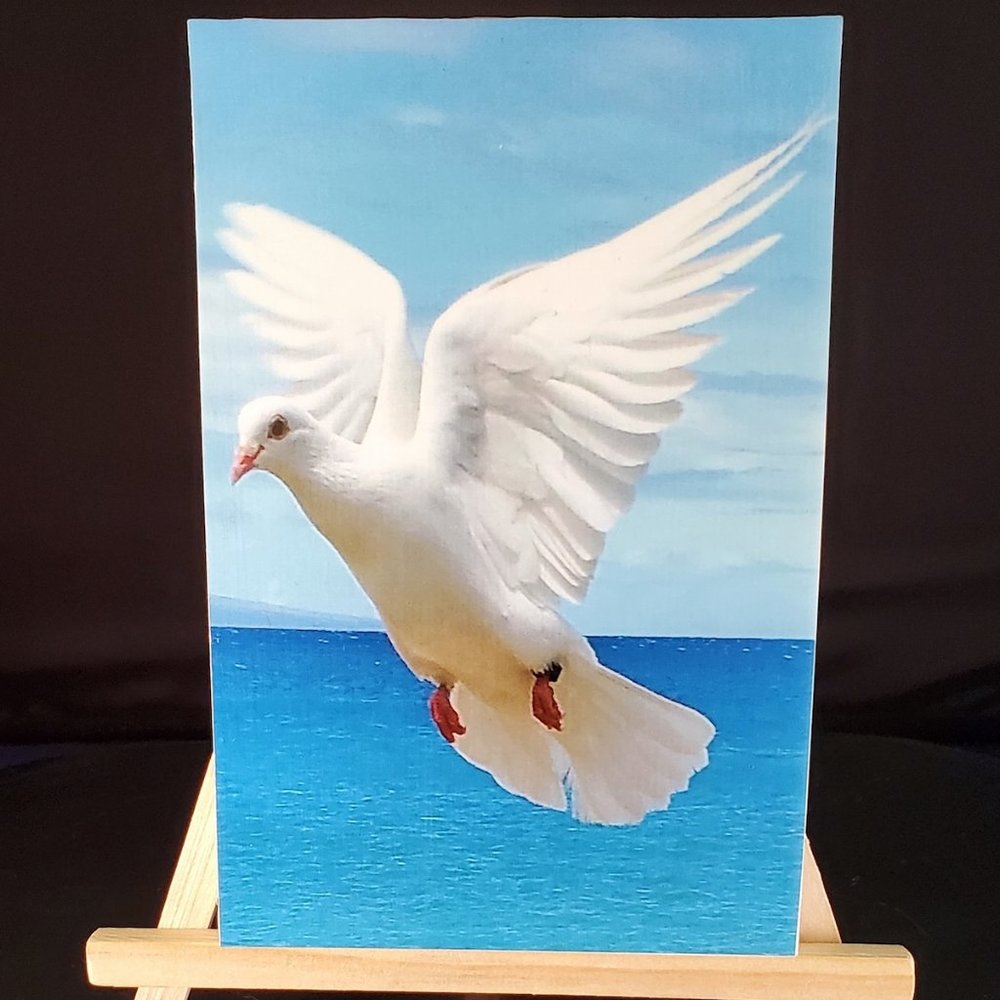 NEW Designer “Believe” Wild Dove Photography!